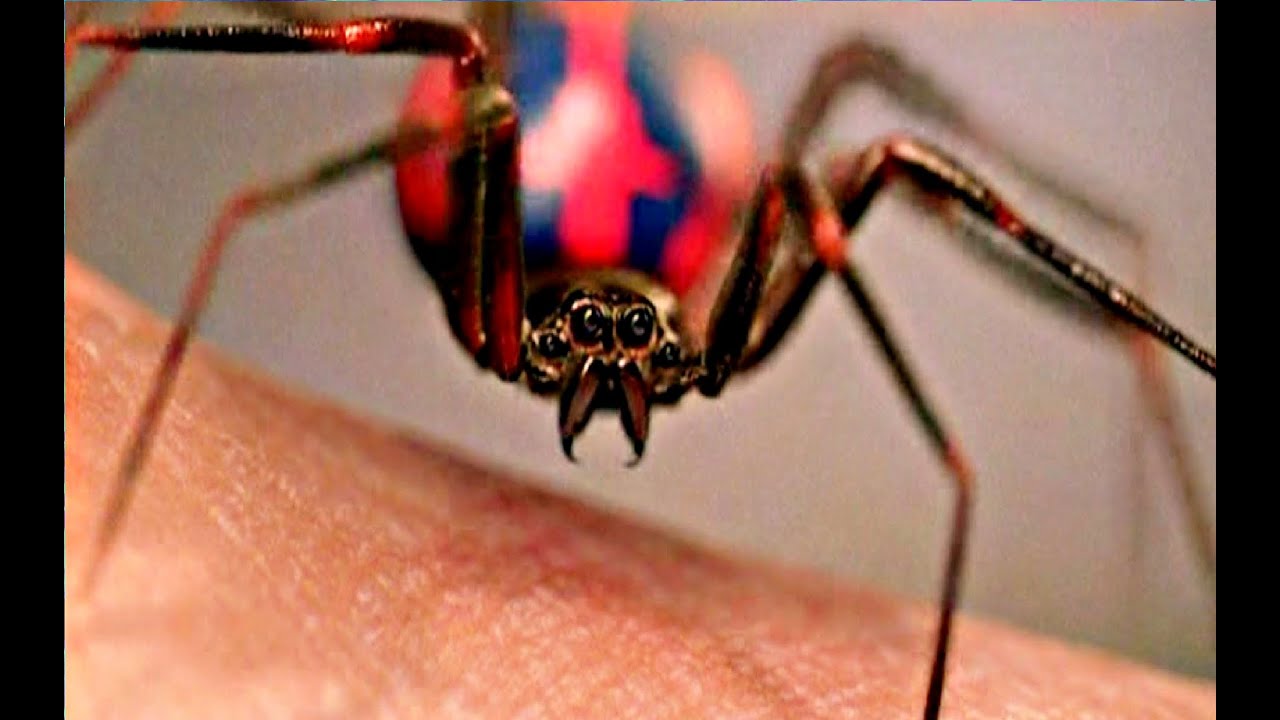 Pourquoi il faut laisser la vie sauve aux araignées de votre