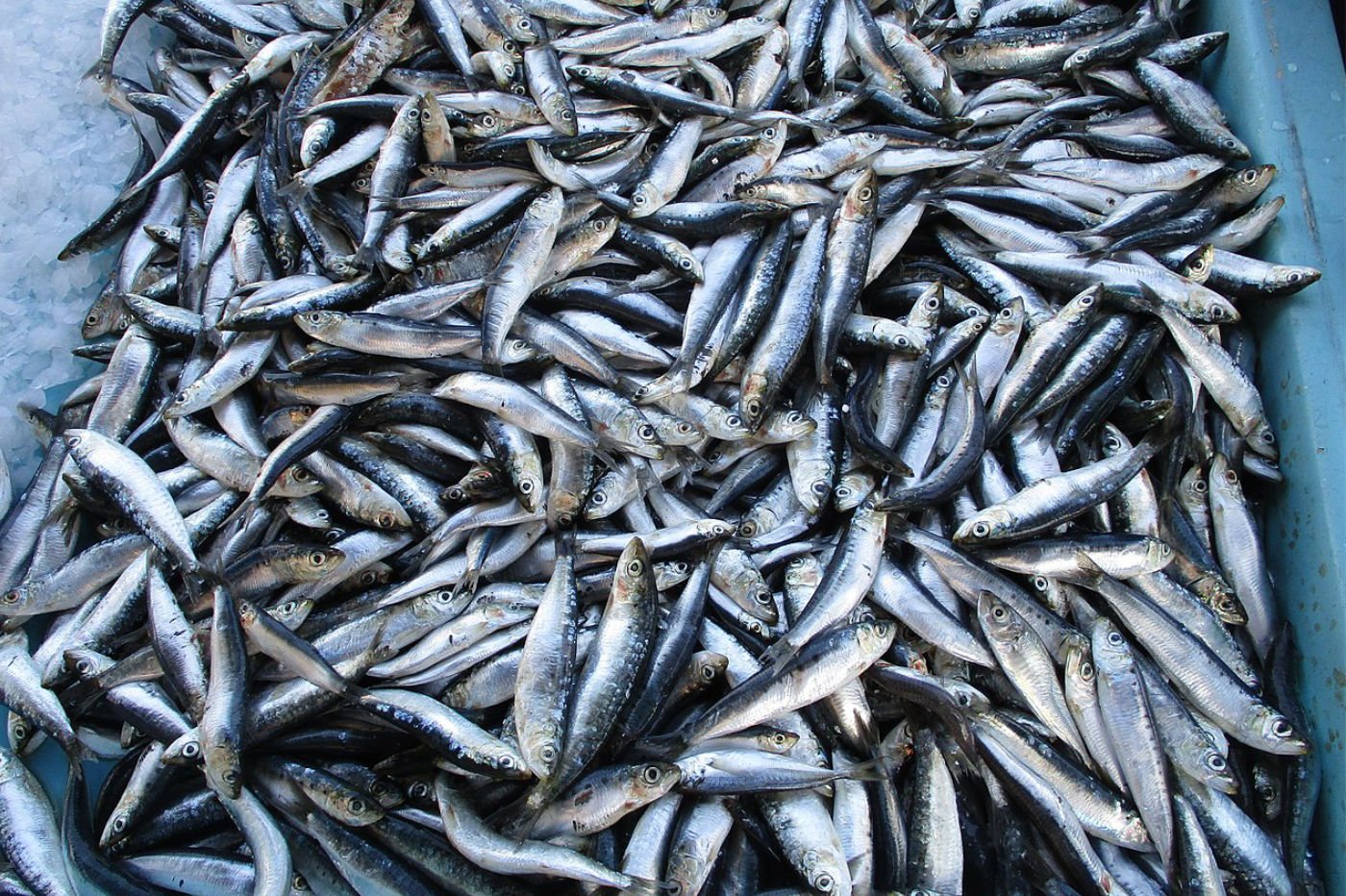 Recherche scientifique : pourquoi les sardines rétrécissent-elles ?