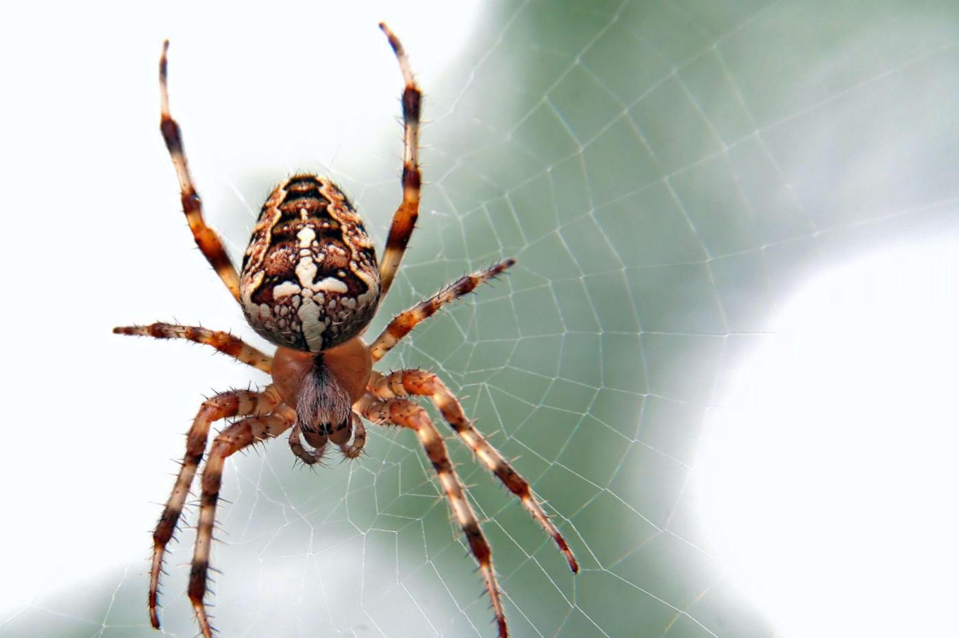 Pourquoi une araignée ne colle-t-elle pas à sa toile ? - Notre Nature