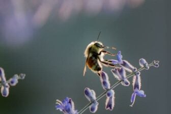 Abeille Fleur