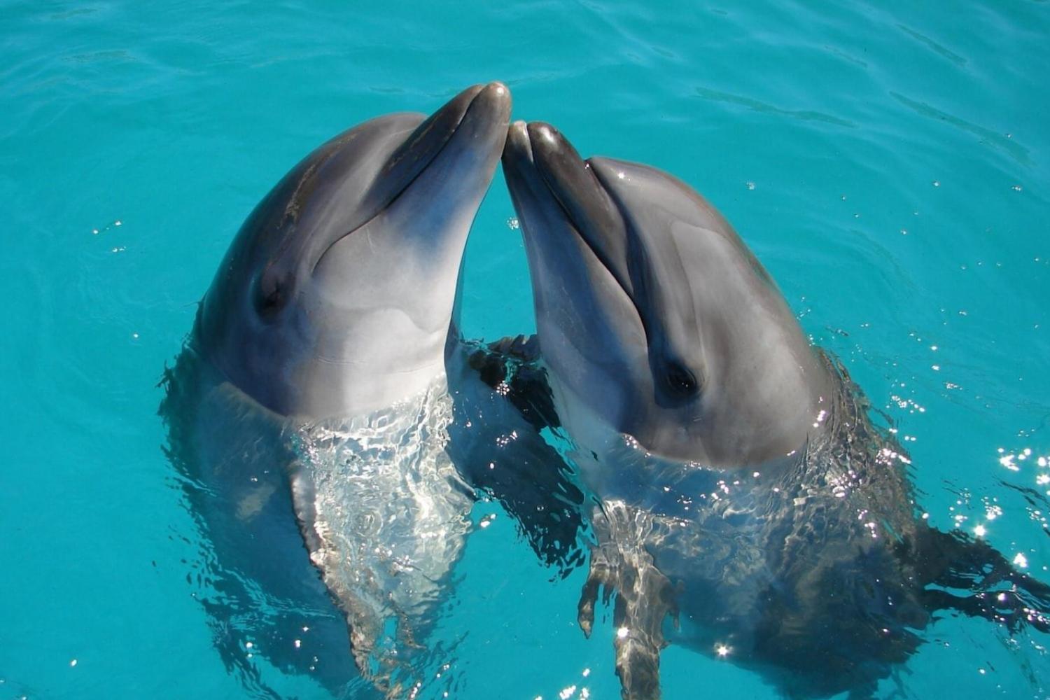 Dauphins