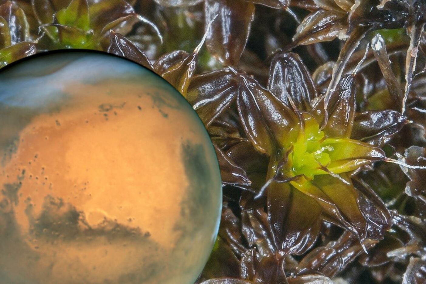 Syntrichia Caninervis Mars Planète