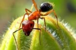 Camponotus Floridanus