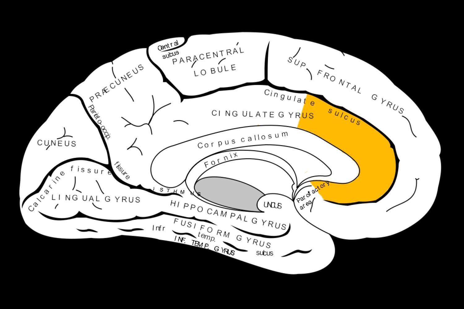 Cortex Cingulaire Antérieur