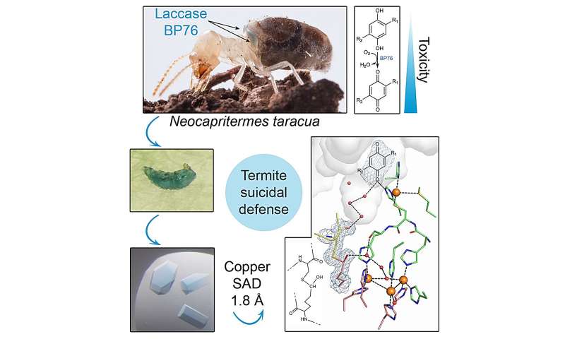 Kamikaze Termites Prot 2