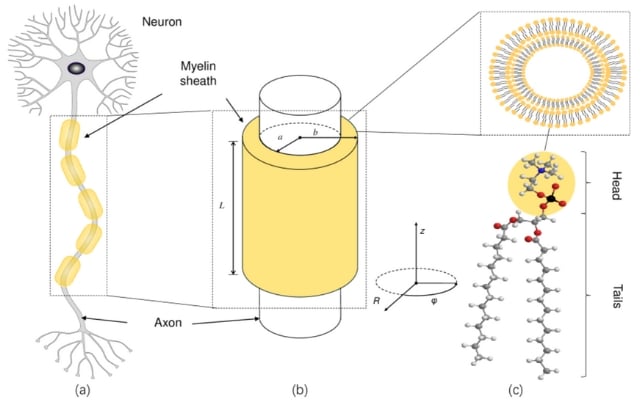 Myelin Quantum Entanglement