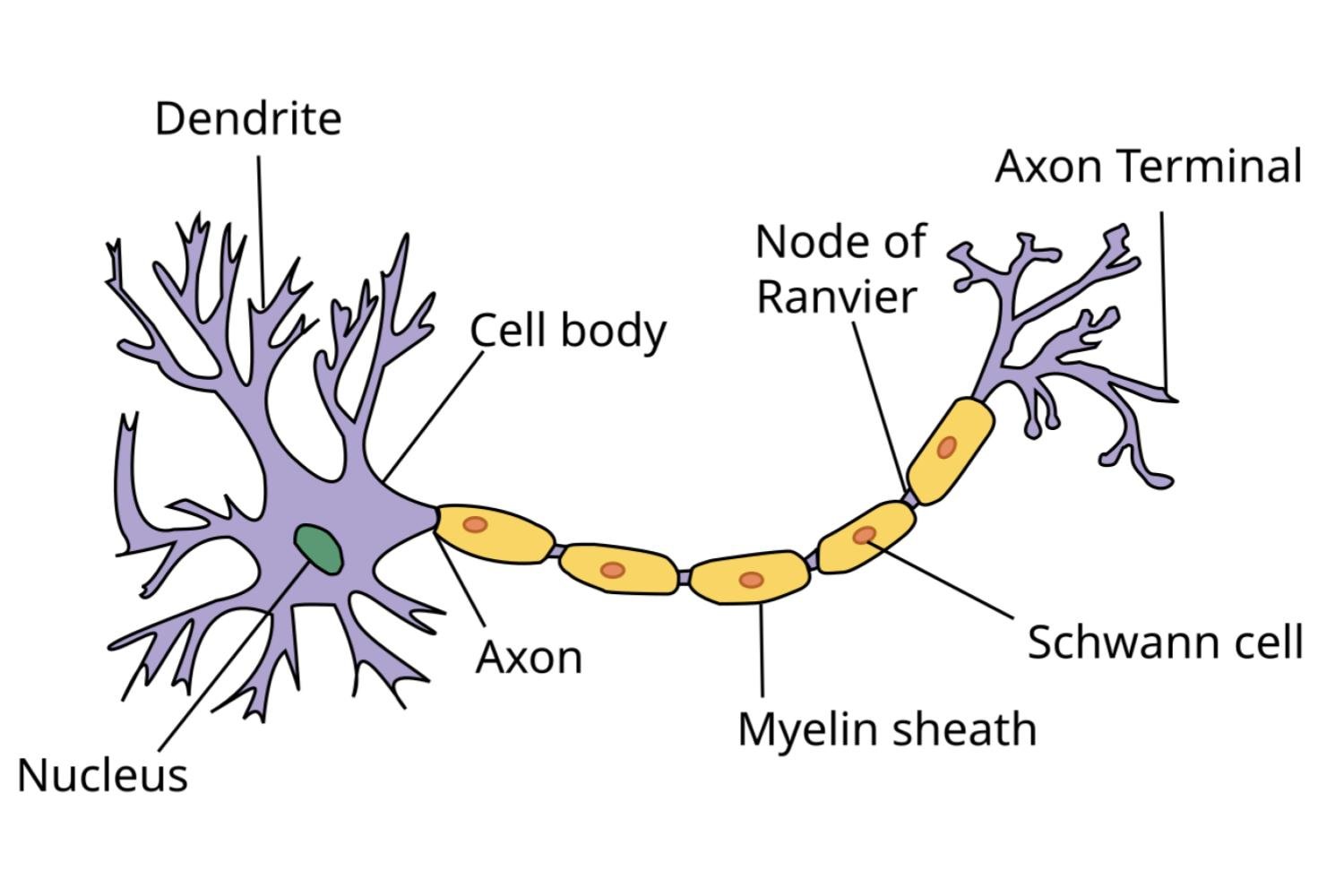 Myéline