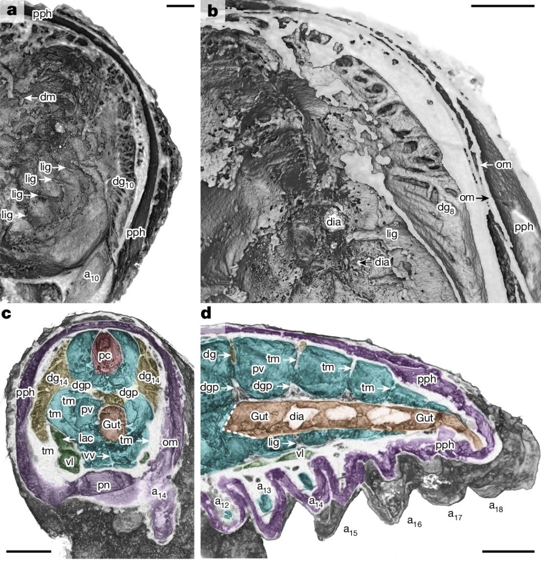 Youti Yuanshi Anatomie