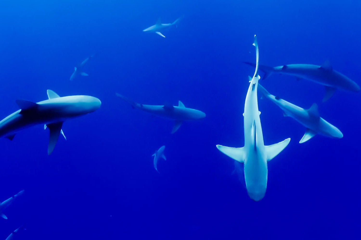 Requin Science Ecologie