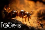 Bon Plan Les Fourmis