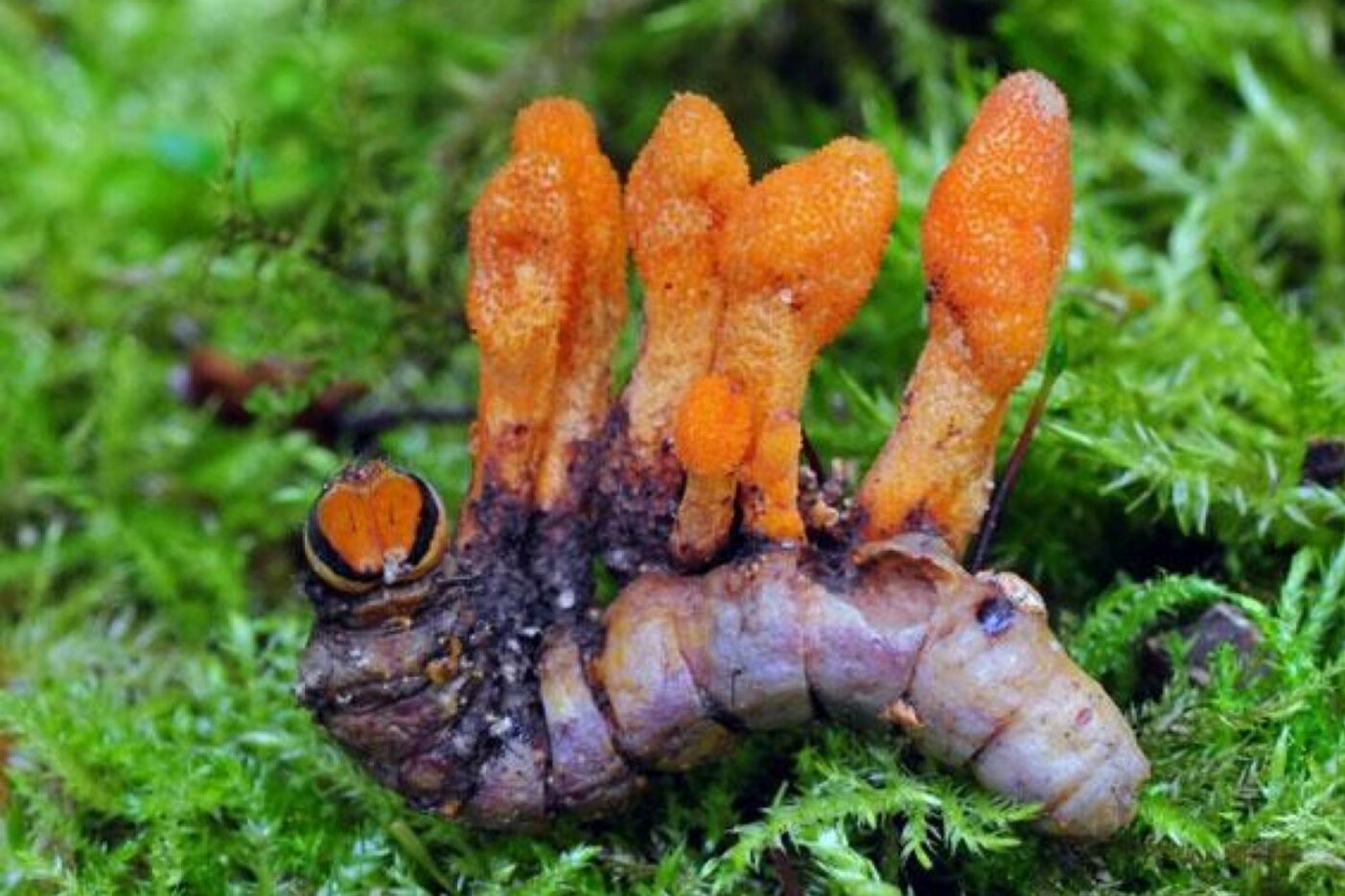 Cordyceps