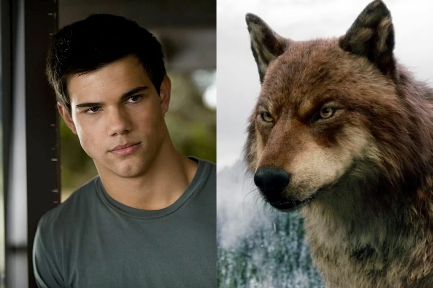 Taylor Lautner Chasseur Loups