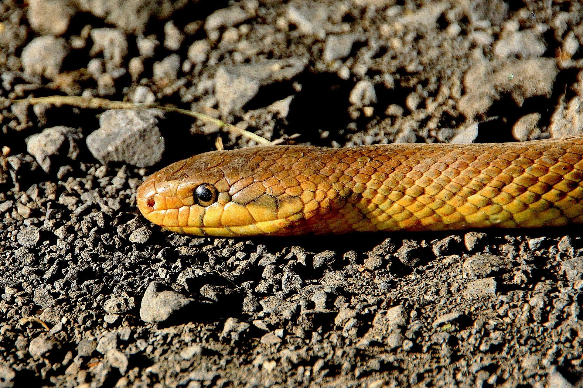 Un Nouveau Serpent Vient D tre D couvert Au Vietnam