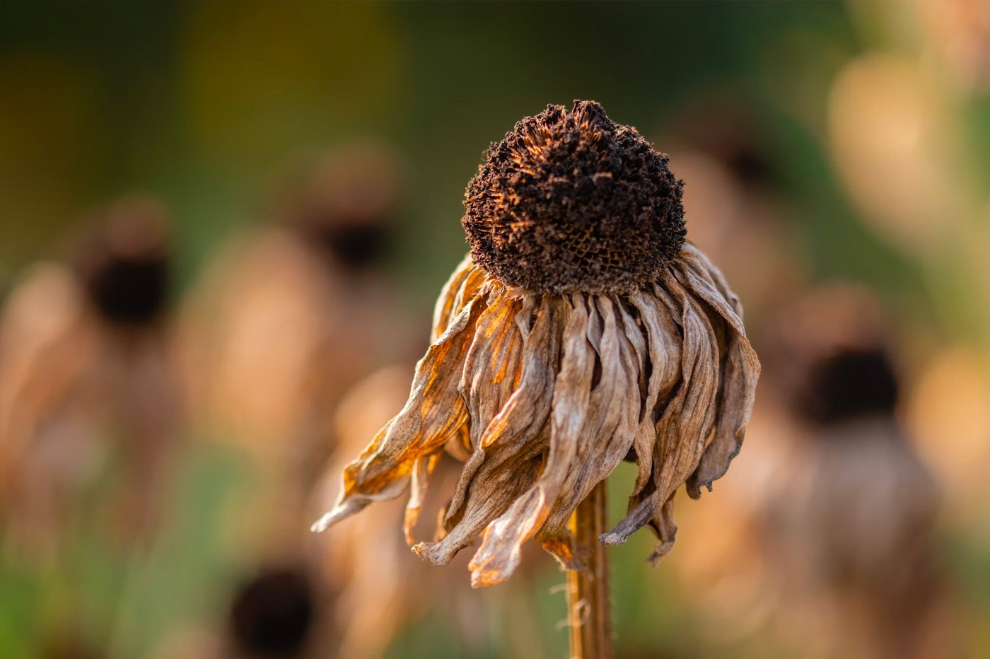 Here are the three regions of France that will suffer the most from the heat in the next 30 years